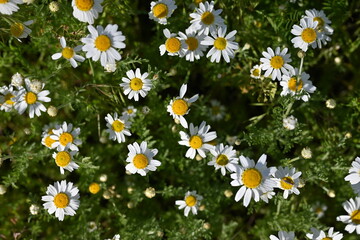 Field of blooming white daisies in soft natural light. A gentle summer meadow with delicate flowers and green grass, captured with shallow depth of field. Ideal for nature backgrounds, floral textures