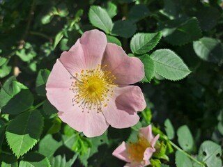 pink and white flower