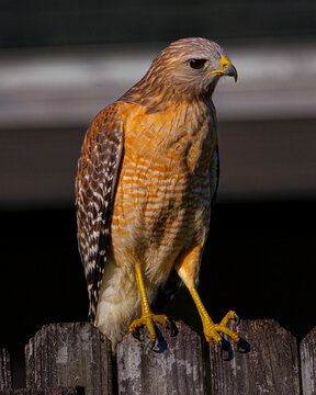 Red Shoulder Hawk (Natural Pic)