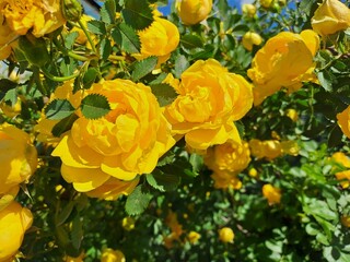 yellow flowers in garden