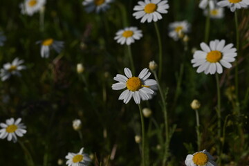 white daisy flowers texture, chamomile small flowers on green background, texture of small white flowers, mental health concept	
