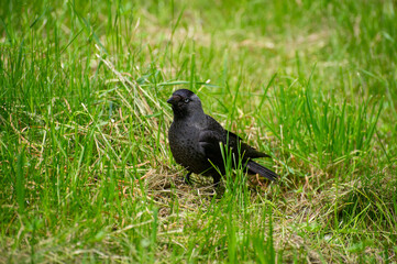 a jackdaw on a grass