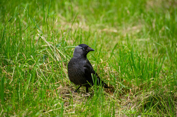 a jackdaw on a grass