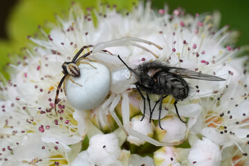 Closeup on a well camouflaged male and female goldenrod crab spider with a prey on a white flower