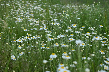 white daisy flowers texture, chamomile small flowers on green background, texture of small white flowers, mental health concept	
