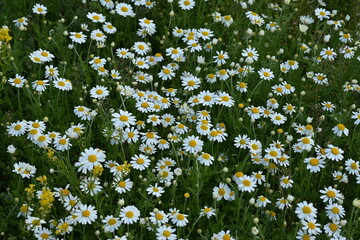 white daisy flowers texture, chamomile small flowers on green background, texture of small white flowers, mental health concept	
