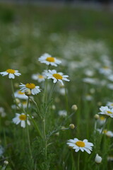 white daisy flowers texture, chamomile small flowers on green background, texture of small white flowers, mental health concept	
