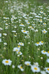 white daisy flowers texture, chamomile small flowers on green background, texture of small white...