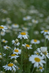 white daisy flowers texture, chamomile small flowers on green background, texture of small white flowers, mental health concept	
