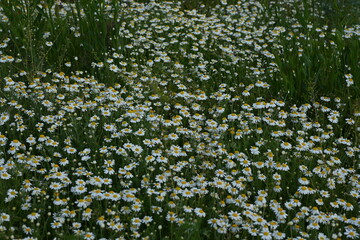 white daisy flowers texture, chamomile small flowers on green background, texture of small white flowers, mental health concept	
