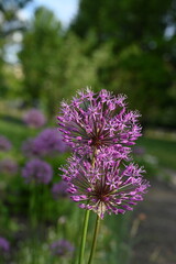 purple onion flowers, close up photo of meadow flowers, purple flowers close up, abstract...