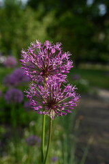 purple onion flowers, close up photo of meadow flowers, purple flowers close up, abstract background for mother's day, for card for inserting text	
