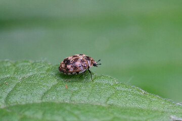 Closeup on the tiny colorful  Old varied carpet beetle, Anthrenus verbasci on a green leaf