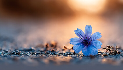 Delicate Blue Flower Resting on Asphalt in Warm Sunset Bokeh Light
