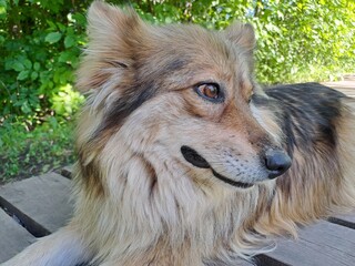 portrait of a dog