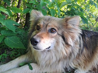 portrait of a dog