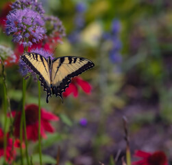 Macro of a brilliant Eastern tiger swallowtail, Preeminent among the pollinators named for their dazzling wing color pattern of alternating bands of yellow and black perched on millenium allium
