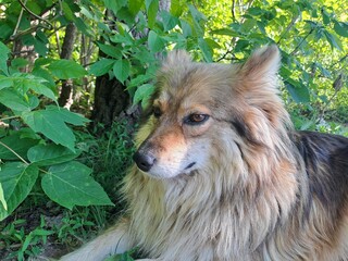 portrait of a dog