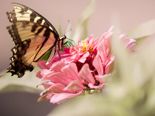 Macro of a brilliant Eastern tiger swallowtail, Preeminent among the pollinators  named for their dazzling wing color pattern of alternating bands of yellow and black perched on a pretty pink zinnia