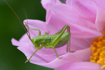 Closeup on a nymph of the European great green bush-cricket, Tettigonia viridissima on a pink flower