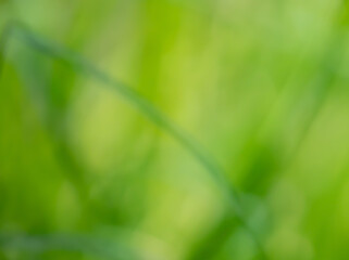 Dreamy spring green zen bokeh background of various soft color greens for any creative project. Create a lovely ethereal, serene and tranquil backdrop from nature's  colors.