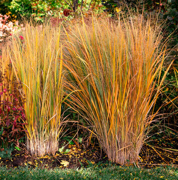 Colorful fall landscape of golden northwind grasses, panicum virgatum.. On a sunlit day, its natural beauty is at its peak, a golden, waving expanse that embodies the wild elegance of the prairie.