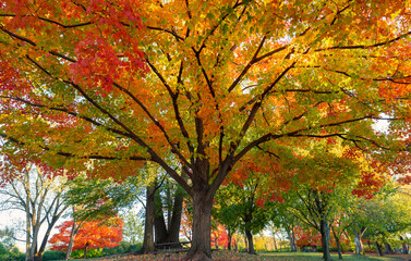Beautiful fall landscape with towering maple trees - glorious reds, yellows and orange leaves brightening up a crisp autumn day .