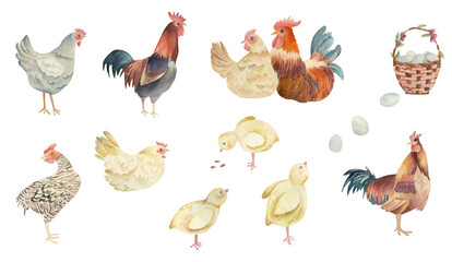 Set of watercolor domestic birds: chicken, chicken, rooster