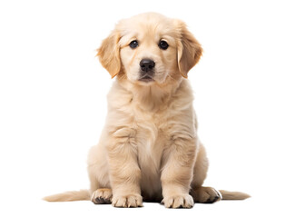 golden retriever puppy on white background