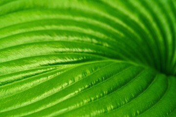 Macro photo of green hosta leaf, botanical texture for eco design and wellness background.