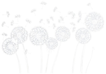 Dandelions with flying seeds, fluffy dandelion flower silhouettes. Spring season blooming blowball flowers doodles vector illustration. Dandelion fluffy nature silhouette