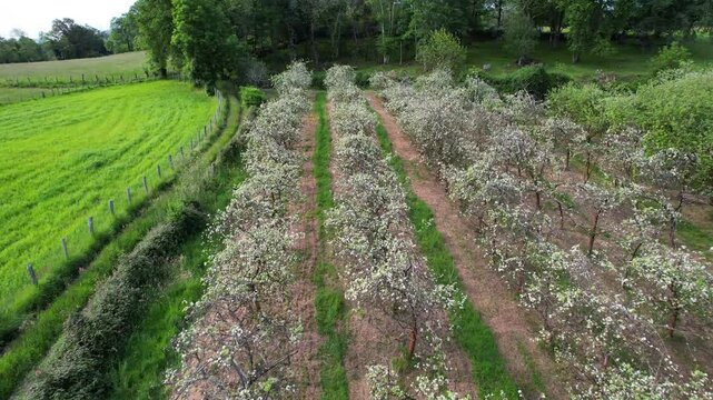 Aerial view of blooming apple trees in spring time near Llames village, Nava municipality, Comarca de la Sidra, Asturias, Spain, Europe