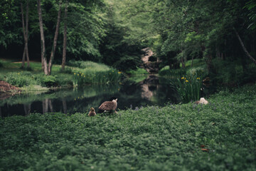 a goose in the woods next to a lake