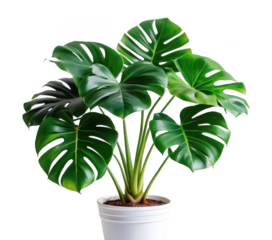 Tropical ocean breeze pillow PNG decorative pillow PNG ocean scent design PNG coastal home decor PNG relaxing pillow PNG tropical style PNG transparent background image