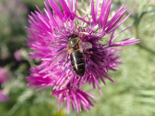A bee collects nectar from a milk thistle flower on a sunny spring day. Honey bee is active in fields and gardens, collecting flower nectar to take to hive to make natural honey. Macro Violet flower