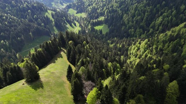 A serene view of Emmental Valley in spring, where lush mixed forests meet rolling hills and the distant majesty of the snow-capped Swiss Alps.
