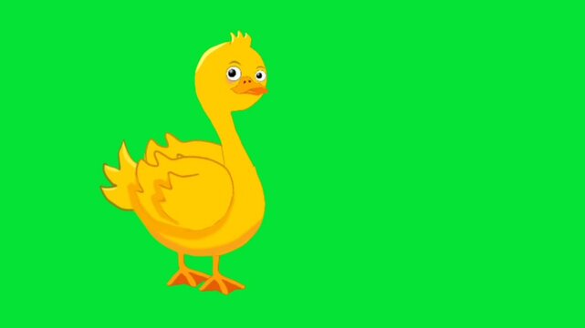 Duck animation character vector illustration walking motion green screen video.