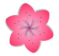 Pink Cherry Blossom Flower Vector Isolated on White Background