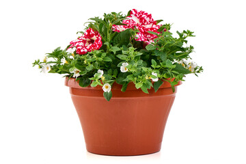 Flowering Petunia and Bacopa in Terracotta Pot – ornamental potted plants.
