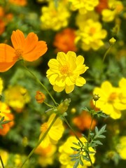 Bright yellow and orange Cosmos flowers, likely Cosmos\;sulphureus, are shown against a green background.
