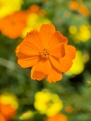 Bright yellow and orange Cosmos flowers, likely Cosmos\;sulphureus, are shown against a green background.
