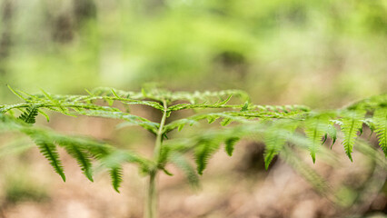Close-up of a vibrant green fern in a natural forest setting, with a softly blurred background that...