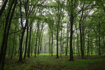 Erdő