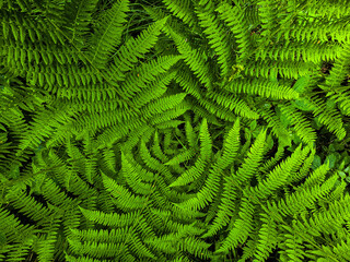 Forest Botany Wild FloraStock Wild Herbs