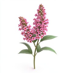 Fototapeta premium Two sprigs of vibrant pink blossoms, detailed close-up.