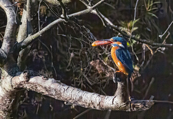 Eisvogel