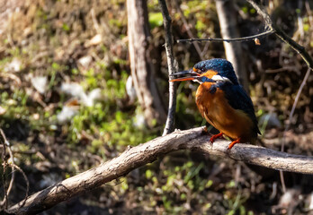 Eisvogel