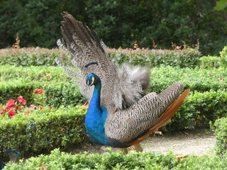 Pavo real azul en primer plano con plumaje detallado

