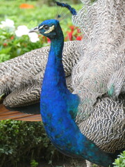Pavo real azul en primer plano con plumaje detallado

