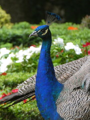 Obraz premium Pavo real azul en primer plano con plumaje detallado
